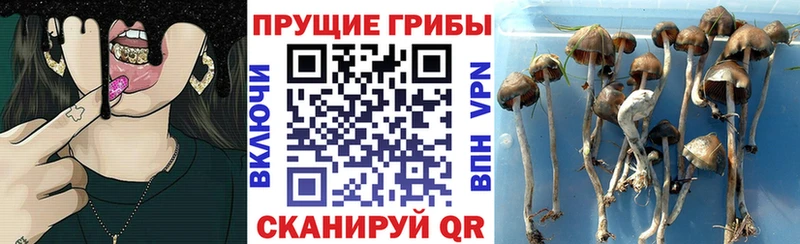 Галлюциногенные грибы прущие грибы  Обоянь 